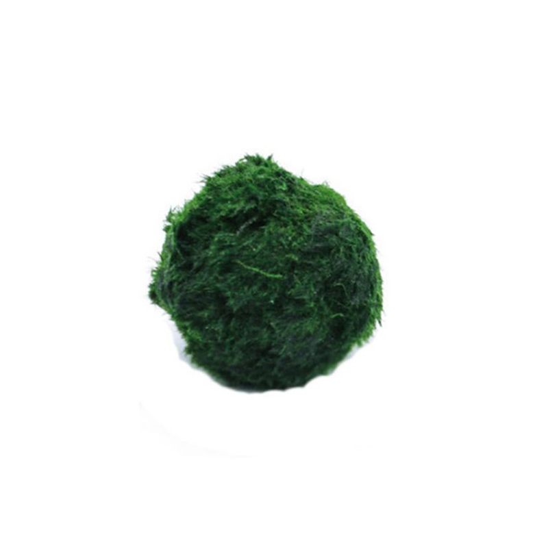 Live Plant Aquarium - Marimo Mos Ballen Live Aquarium Plant