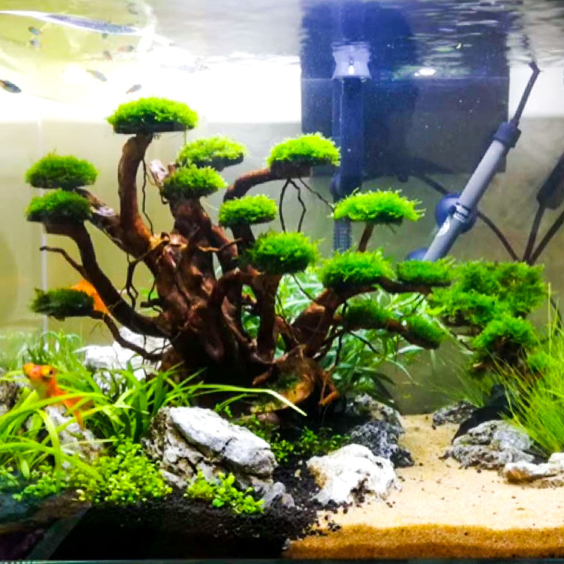 Aquarium Plant Substrate - Aquariumlandschap mosboom skelet afgewerkt drijfhout rhododendronwortel