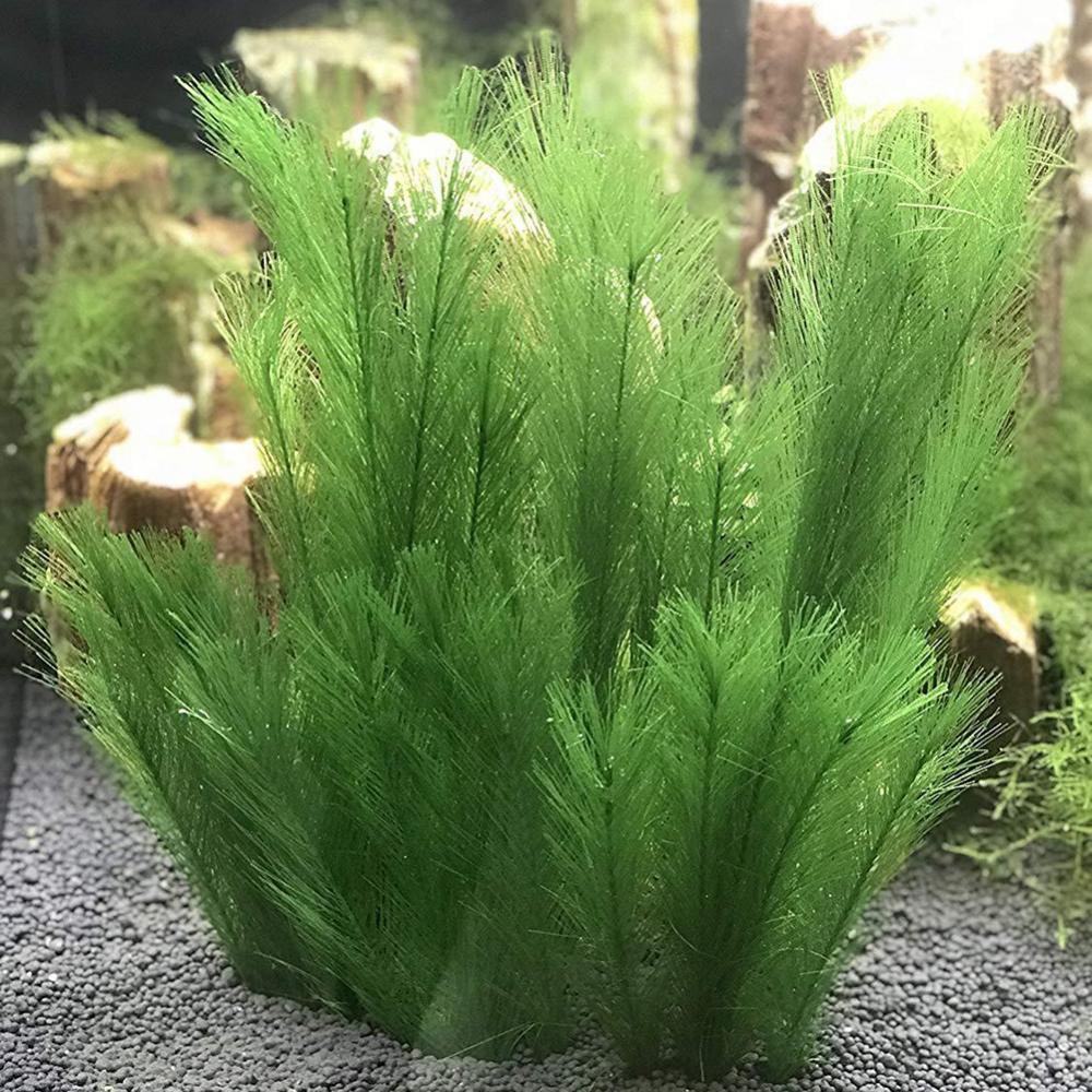 1/3 Stuks 28/40 Cm Aquarium Aq - Live Plant Aquarium recensie en prijs