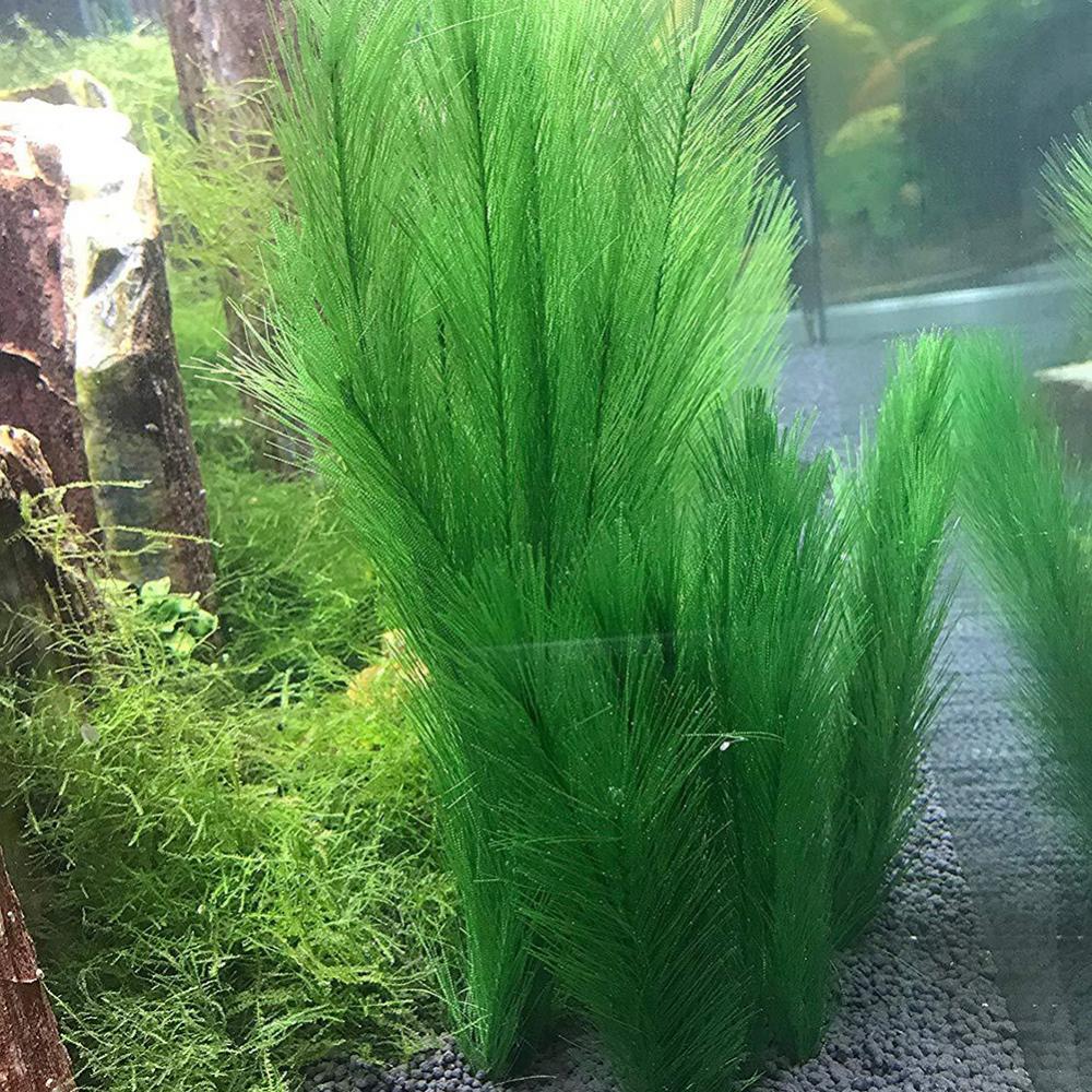 1/3 Stuks 28/40 Cm Aquarium Aq - Live Plant Aquarium recensie en prijs