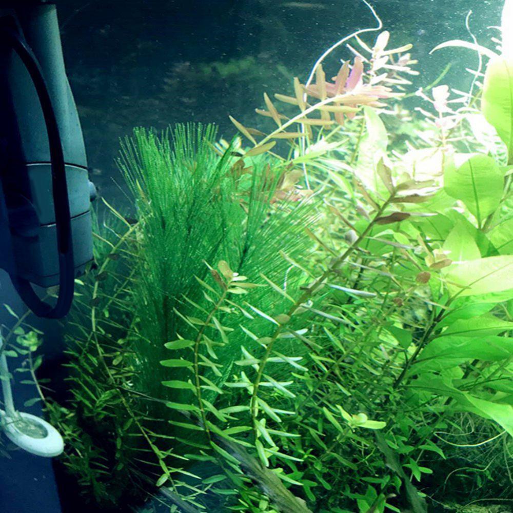 1/3 Stuks 28/40 Cm Aquarium Aq - Live Plant Aquarium recensie en prijs