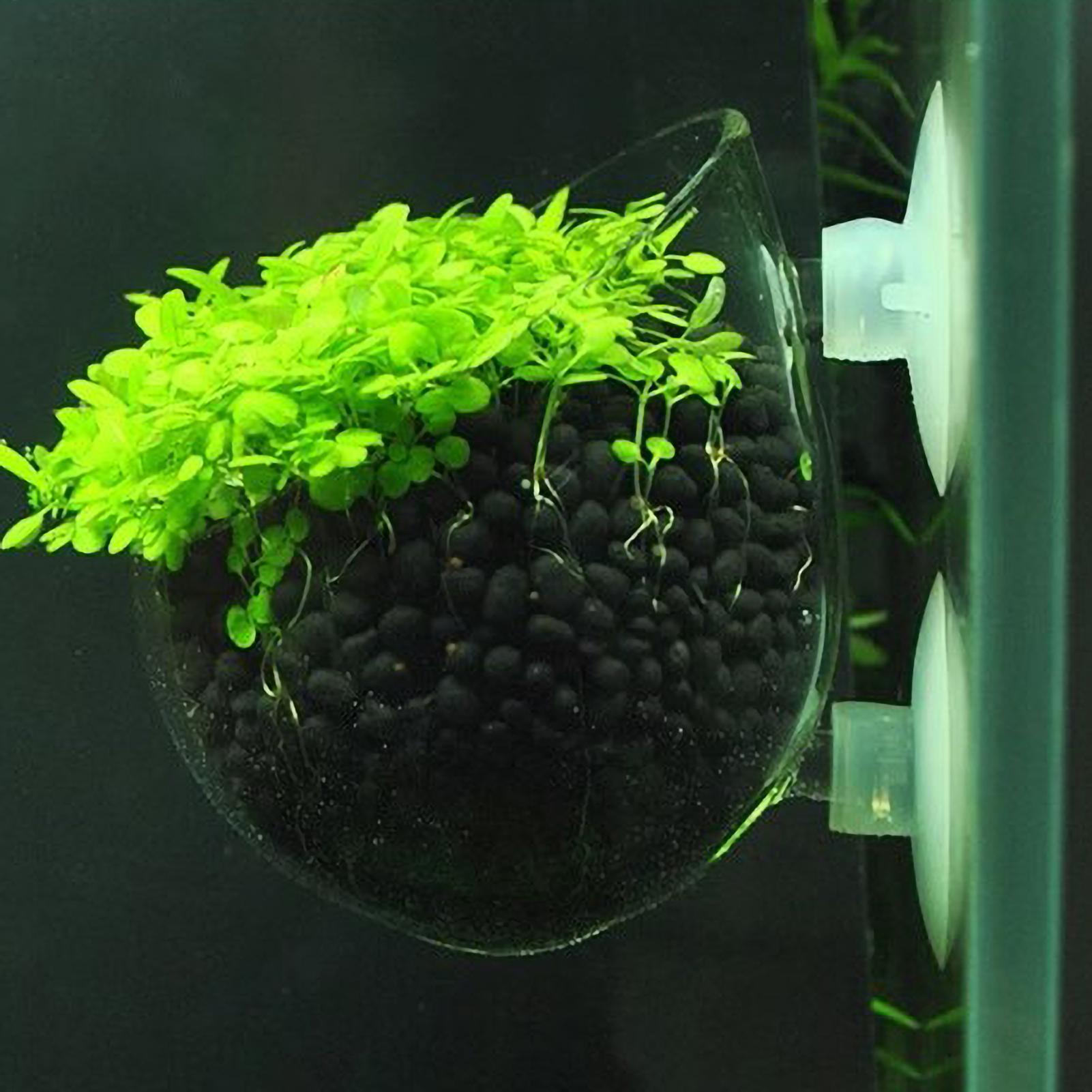 Aquariumplantenhouder Glazen A - Live Plant Aquarium recensie en prijs