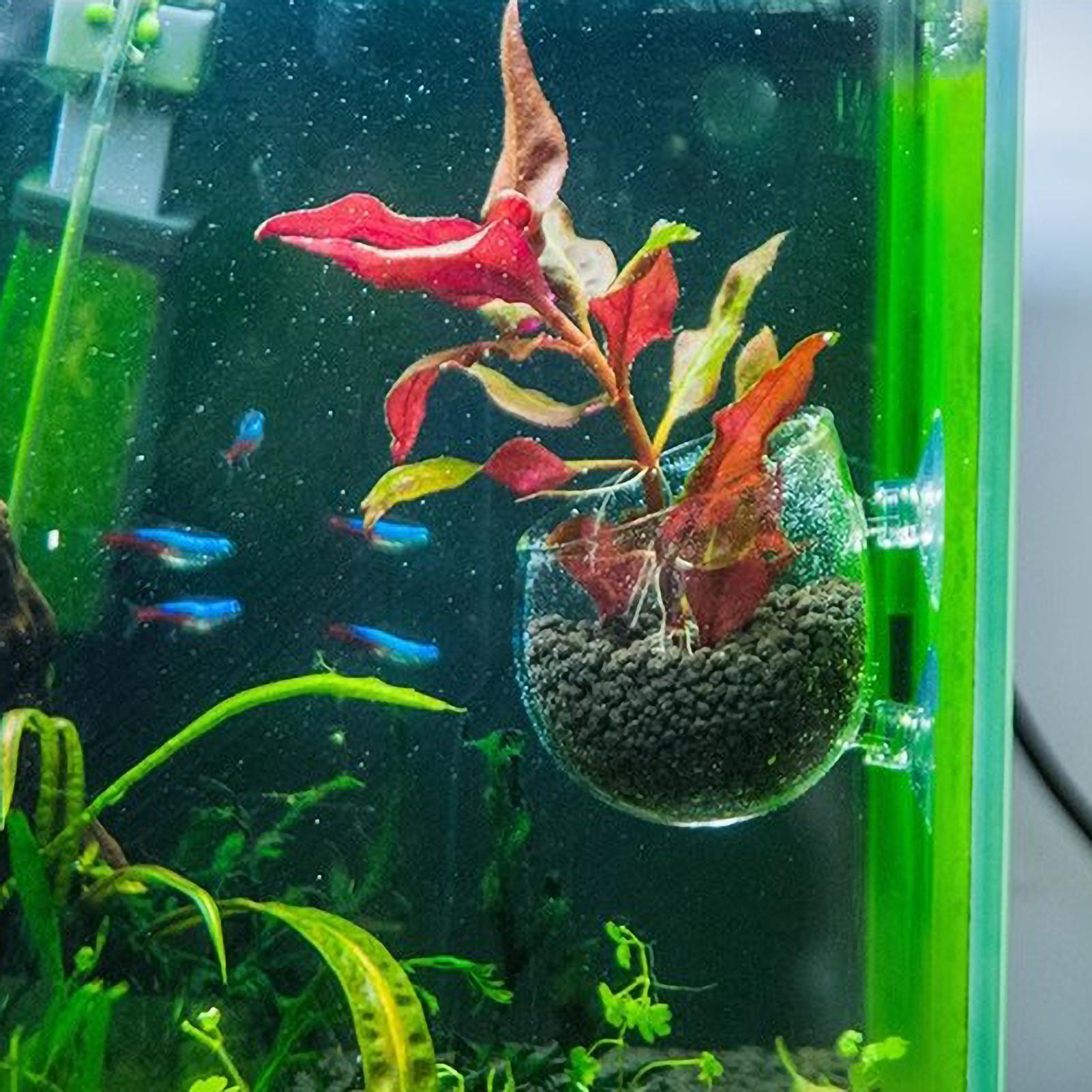 Aquariumplantenhouder Glazen A - Live Plant Aquarium recensie en prijs