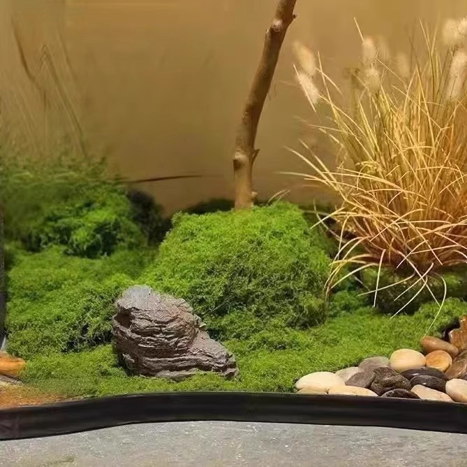 200g Eeuwig leven mos DIY amba - Aquarium Moss recensie en prijs