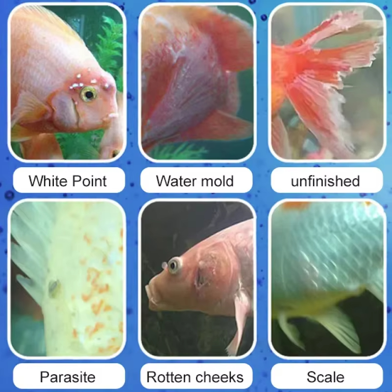 SIKEZHAN Behandeling van viszi - Aquarium Fertilizer recensie en prijs