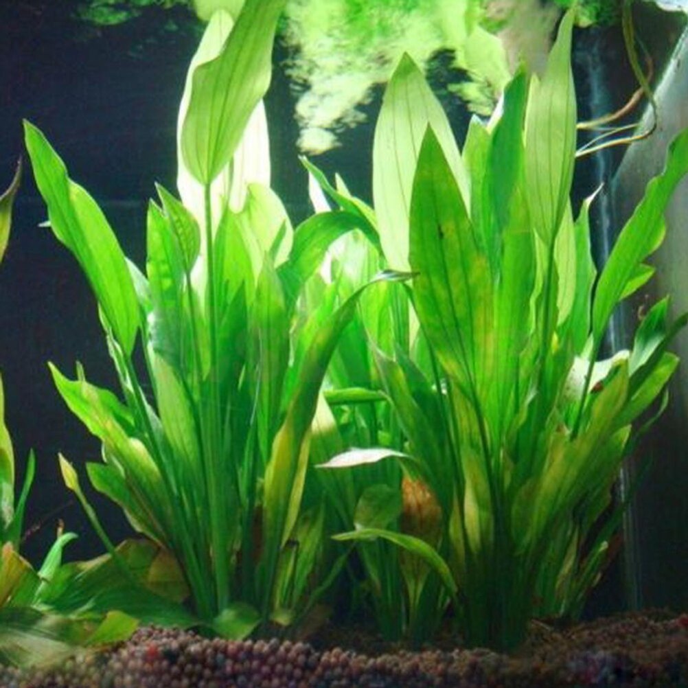 15 cm Kunstmatige Aquarium Dec - Live Plant Aquarium recensie en prijs