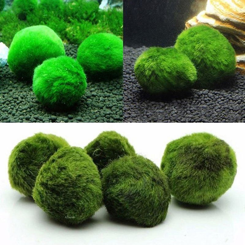 Marimo Mos Ballen Live Aquariu - Live Plant Aquarium recensie en prijs