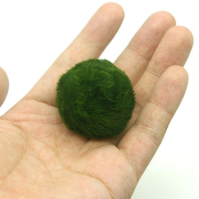 Marimo Mos Ballen Live Aquariu - Live Plant Aquarium recensie en prijs