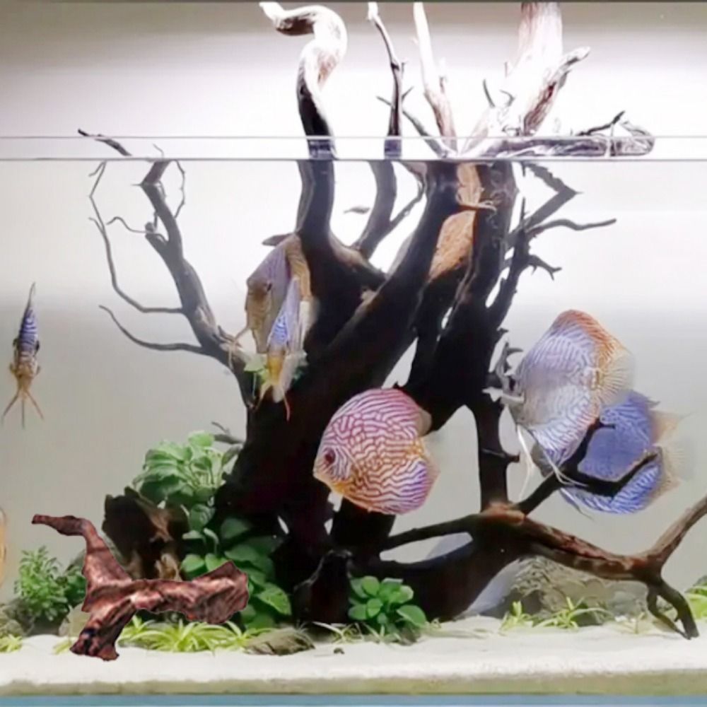 Creatief gevormd koraalhout, n - Aquarium Plant Substrate recensie en prijs