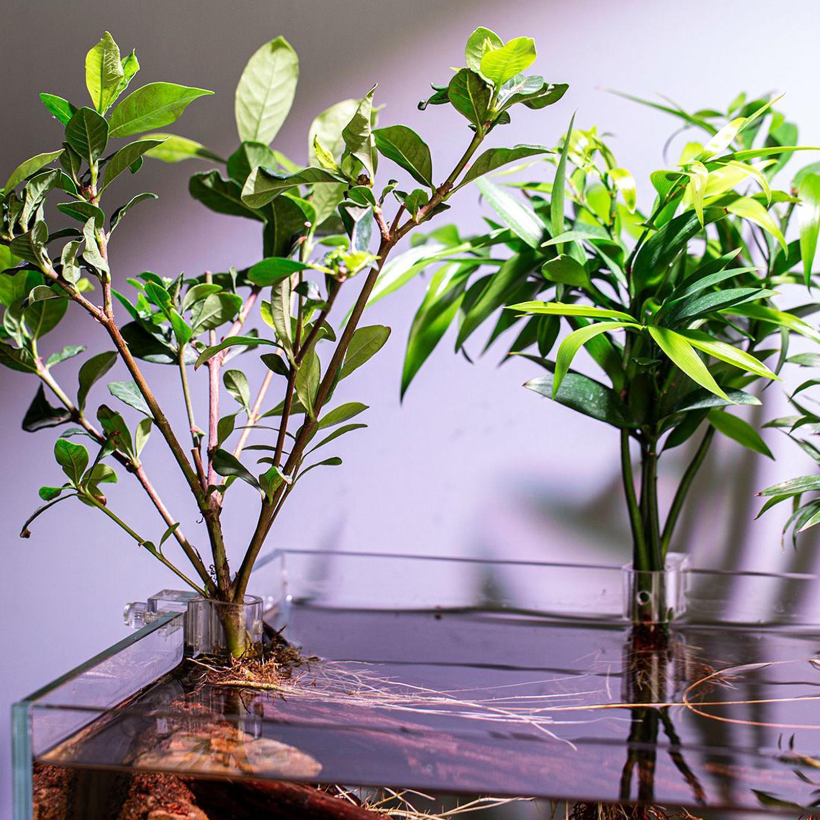 6 stuks aquariumplantenhouders - Aquarium Plants Live recensie en prijs