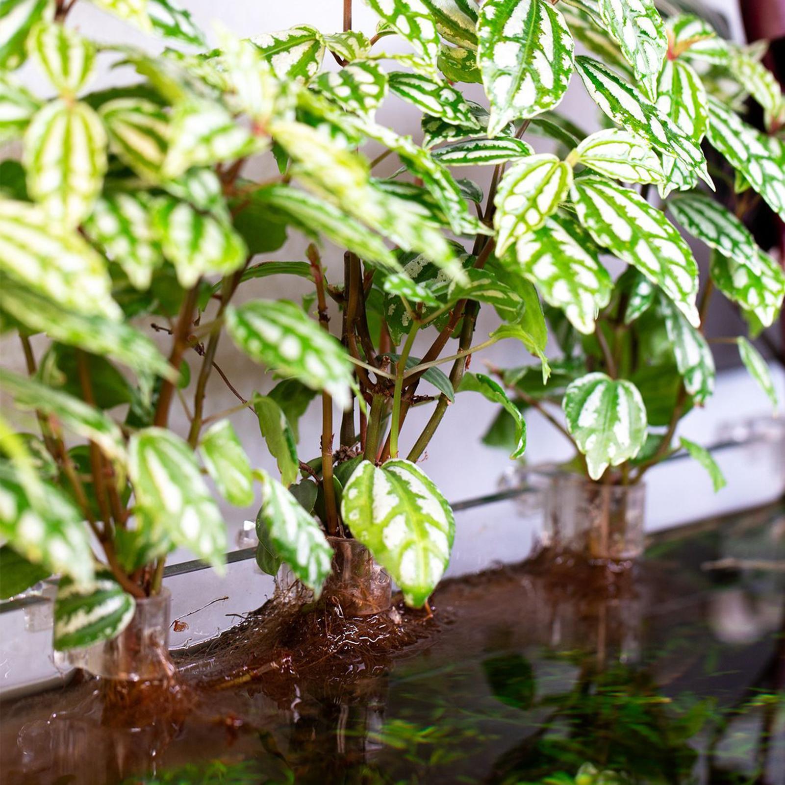 6 stuks aquariumplantenhouders - Aquarium Plants Live recensie en prijs