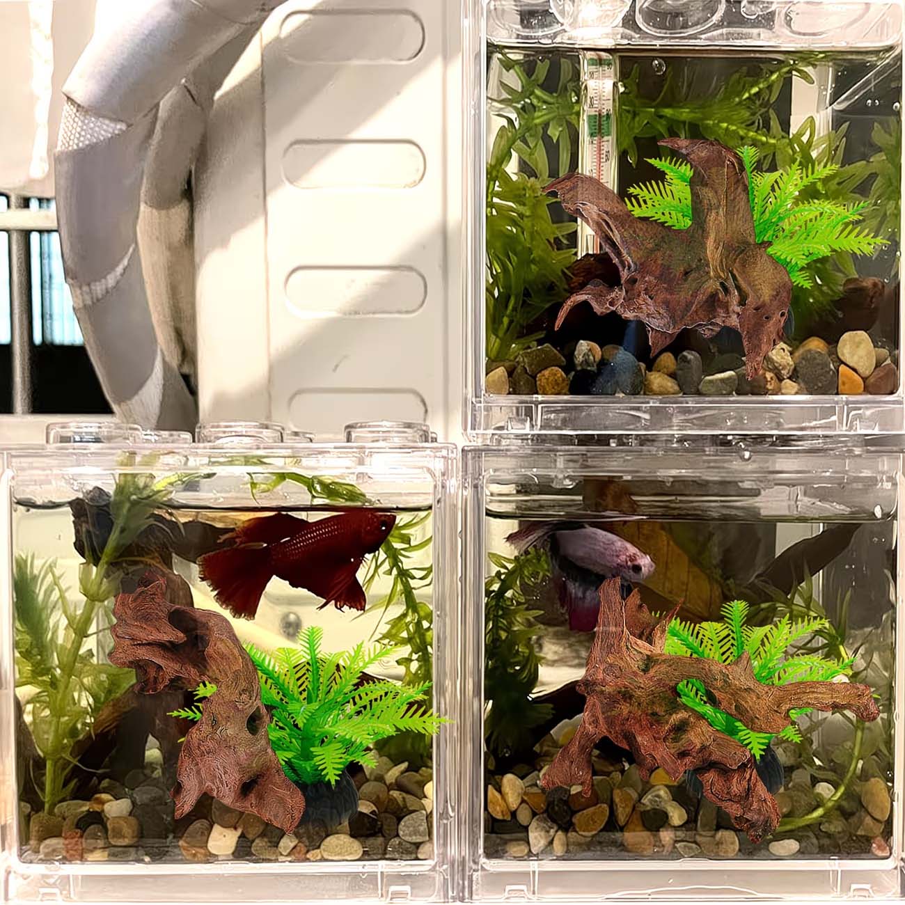 5-10CM Natuurlijk Zinkbaar Dri - Aquarium Driftwood recensie en prijs